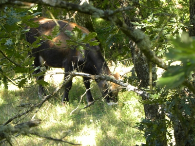 Uros en el monte de Valcabadillo
