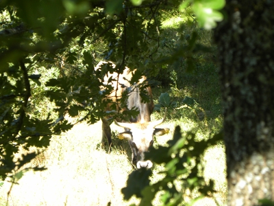 Uros en el monte de Valcabadillo
