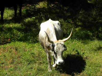 Uros en el monte de Valcabadillo
