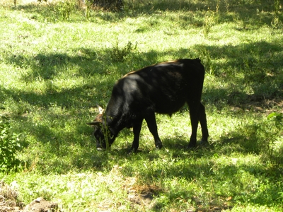 Uros en el monte de Valcabadillo
