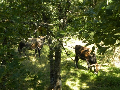 Uros en el monte de Valcabadillo
