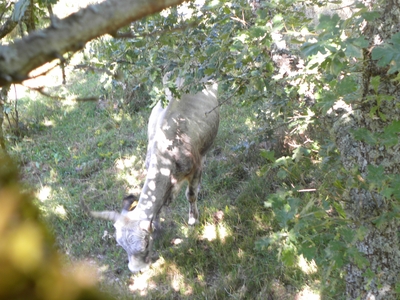 Uros en el monte de Valcabadillo

