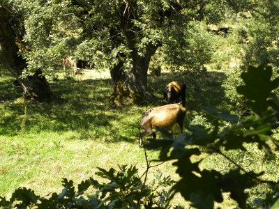 Uros en el monte de Valcabadillo
