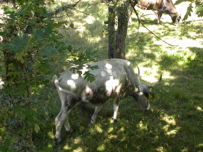 Uros en el monte de Valcabadillo
