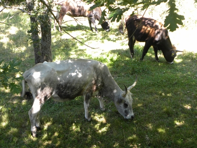 Uros en el monte de Valcabadillo
