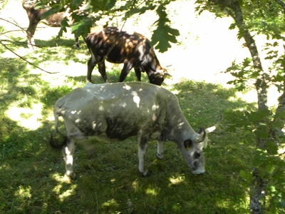 Uros en el monte de Valcabadillo
