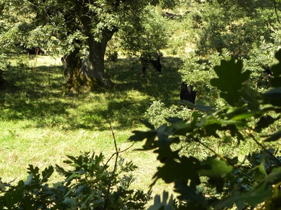 Uros en el monte de Valcabadillo
