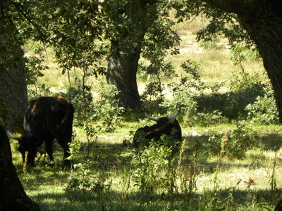 Uros en el monte de Valcabadillo