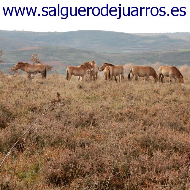 Uros en Salgüero de Juarros